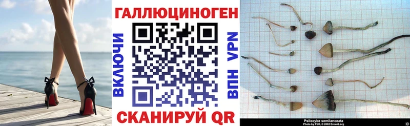 Купить закладки  Хасавюрт  Галлюциногенные грибы MAGIC MUSHROOMS 